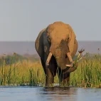 African elephant in Lower Zambezi National Park, Zambia.