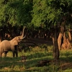 African elephant in Lower Zambezi National Park, Zambia.