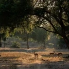 Impala in Lower Zambezi National Park, Zambia.
