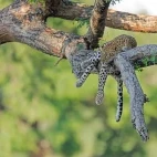 Leopard in Lower Zambezi National Park, Zambia.