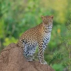 Leopard in Lower Zambezi National Park, Zambia.