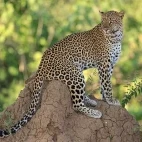 Leopard in Lower Zambezi National Park, Zambia.