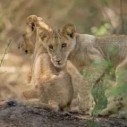 Lion cubs in Lower Zambezi National Park, Zambia.
