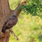 Martial eagle in Lower Zambezi National Park, Zambia.
