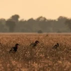 Southern ground hornbill in Lower Zambezi National Park, Zambia.