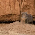 Warthog in Lower Zambezi National Park, Zambia.