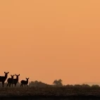 Waterbuck in Lower Zambezi National Park, Zambia.