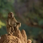 Yellow baboon in Lower Zambezi National Park, Zambia.