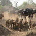 Lion & buffalo in the Luangwa Valley, Zambia.