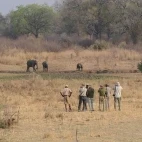 Elephants seen on a walking safari in the Luangwa Valley, Zambia.