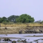 Elephant panorama in South Luangwa National Park, Zambia.