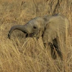 Elephant in South Luangwa National Park, Zambia.