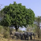 Elephant in South Luangwa National Park, Zambia.
