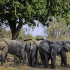 Elephant in South Luangwa National Park, Zambia.