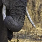 Elephant in South Luangwa National Park, Zambia.