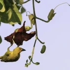 Golden weaver in South Luangwa National Park, Zambia.