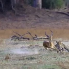 Leopard chase in South Luangwa National Park, Zambia.