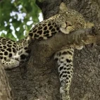 Leopard in South Luangwa National Park, Zambia.