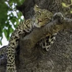 Leopard in South Luangwa National Park, Zambia.