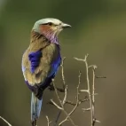 Lilac-breasted roller in South Luangwa National Park, Zambia.