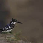 Pied kingfisher in South Luangwa National Park, Zambia.