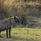 Spotted hyena in South Luangwa National Park, Zambia.