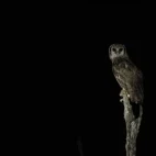 Verreaux's eagle owl in South Luangwa National Park, Zambia.