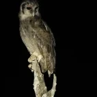 Verreaux's eagle owl in South Luangwa National Park, Zambia.