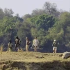 People on a walking safari in South Luangwa National Park, Zambia.