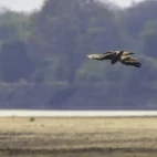 Yellow-billed kite in South Luangwa National Park, Zambia.