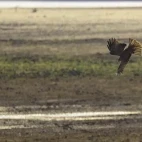 Yellow-billed kite in South Luangwa National Park, Zambia.