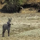 Zebra in South Luangwa National Park, Zambia.