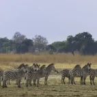 Zebra in South Luangwa National Park, Zambia.