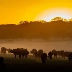 African buffalo in Hwange National Park, Zimbabwe.