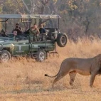 Guests on a game drive from Sable Valley Lodge, Zimbabwe.