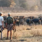 Guests watching a herd of buffalo at Sable Valley Lodge, Zimbabwe.