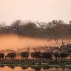 A herd of buffalo by some water, in Zimbabwe.