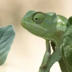 A chameleon in Zimbabwe.