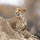 Cheetah on a termite mound in Zimbabwe.