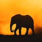 An elephant at sunset, in Zimbabwe.