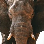 Close-up of an elephant in Zimbabwe.