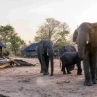 An elephant herd in the Sable Valley, Zimbabwe.