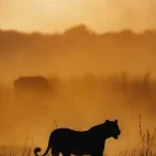 A lion at sunset, in Zimbabwe.