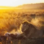 A lion eating in Zimbabwe.
