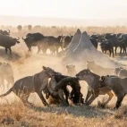 Lions on a hunt in Zimbabwe.