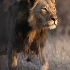 A male lion in Zimbabwe.
