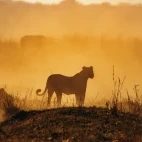 A lion in the Sable Valley, Zimbabwe.