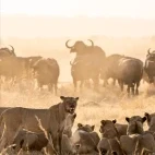Lions and buffalo in Zimbabwe.