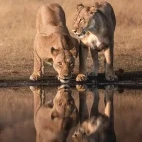 Lions drinking in Zimbabwe.