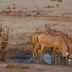 Roan by a water hole, in Zimbabwe.